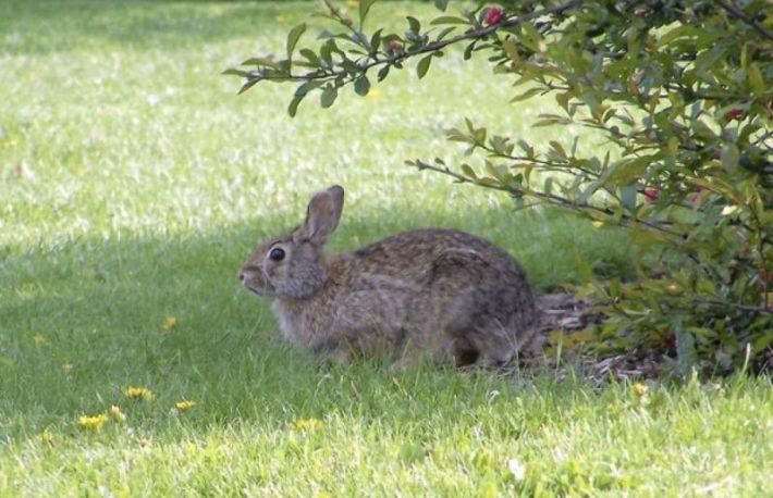 Cum sa va protejati gradina de animale?