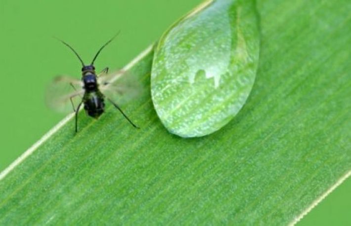 Cum sa scapati de insecte si furnici, folosind produse organice?