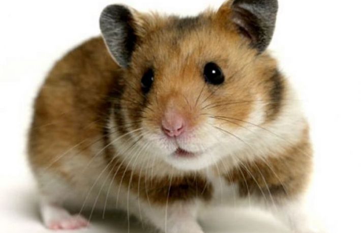 Cum sa ai grija de un hamster?