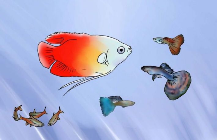 Cum sa imperechezi guppy?