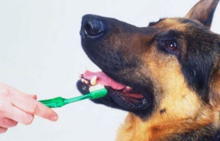 5 metode prin care poti scapa de mirosul neplacut al unui caine