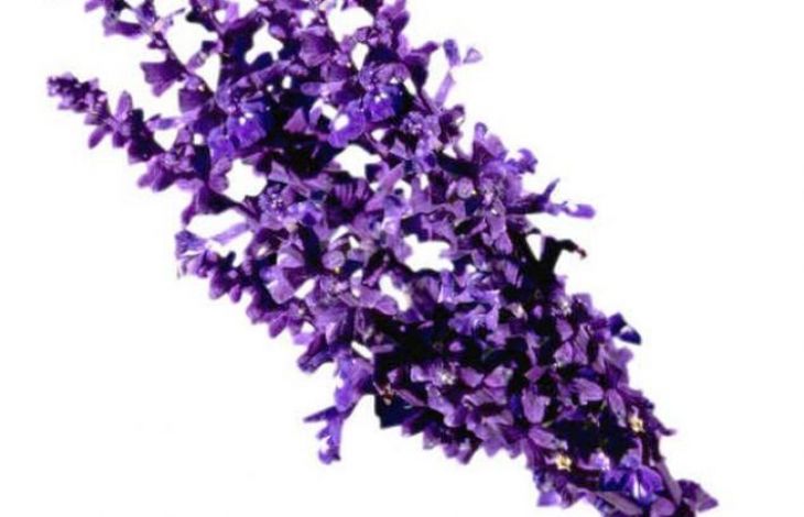  5 plante ornamentale care te ajuta sa dormi bine