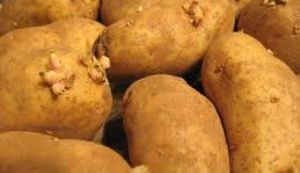Cum sa evitati incoltirea cartofilor in camara