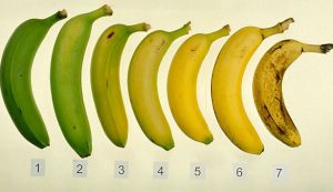 Cum poate fi impiedicata coacerea rapida a bananelor ?