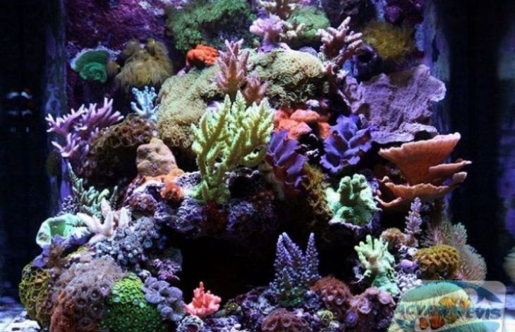 Cum sa dai o tenta tropicala unui acvariu pentru soparle