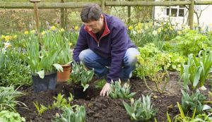 Sfaturi practice pentru gradinarit