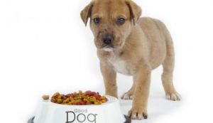 Cum sa alegi o mancare sanatoasa pentru caini