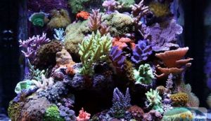 Cum sa dai o tenta tropicala unui acvariu pentru soparle