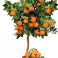 Cum se planteaza si se ingrijesc portocalii